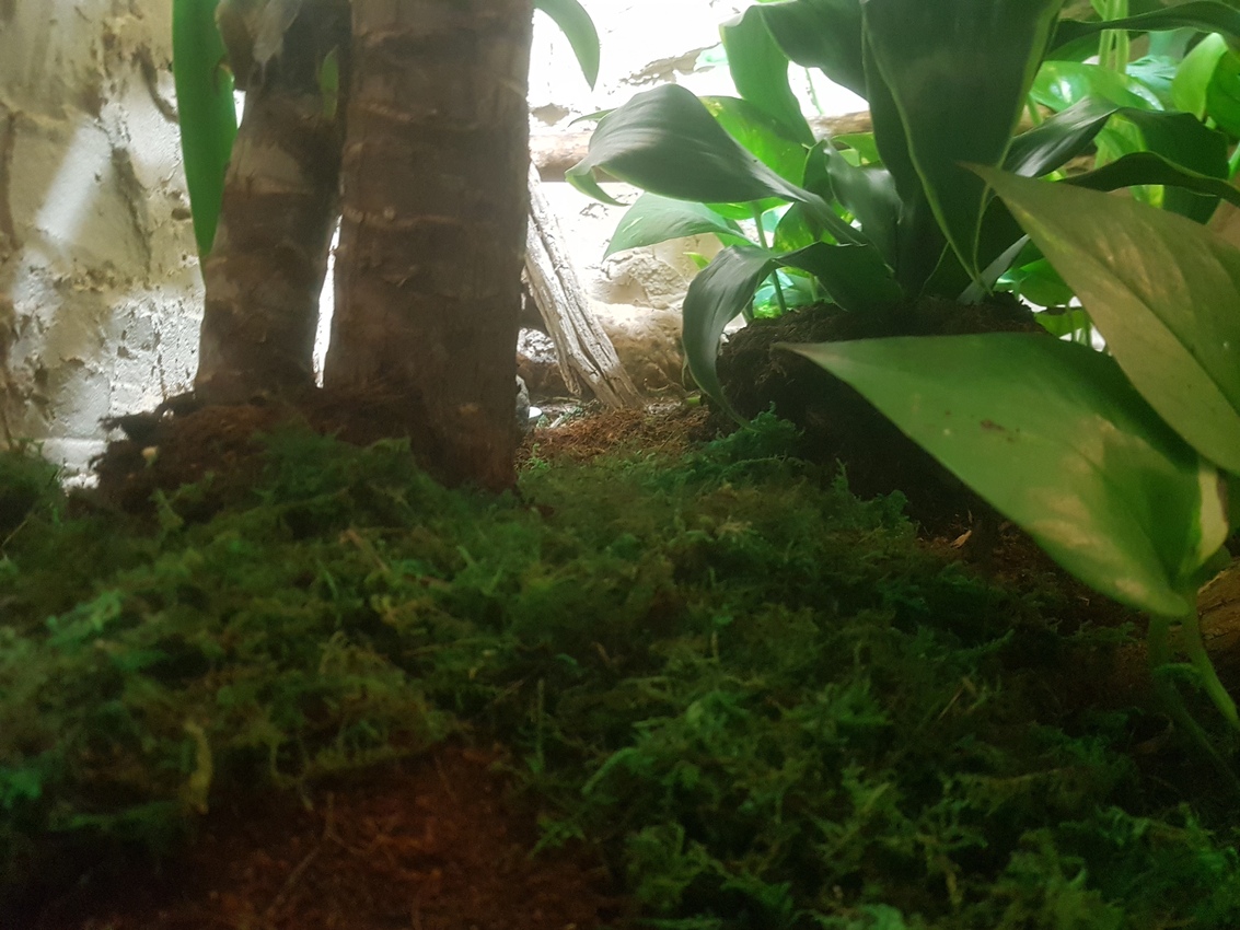 Terrarium