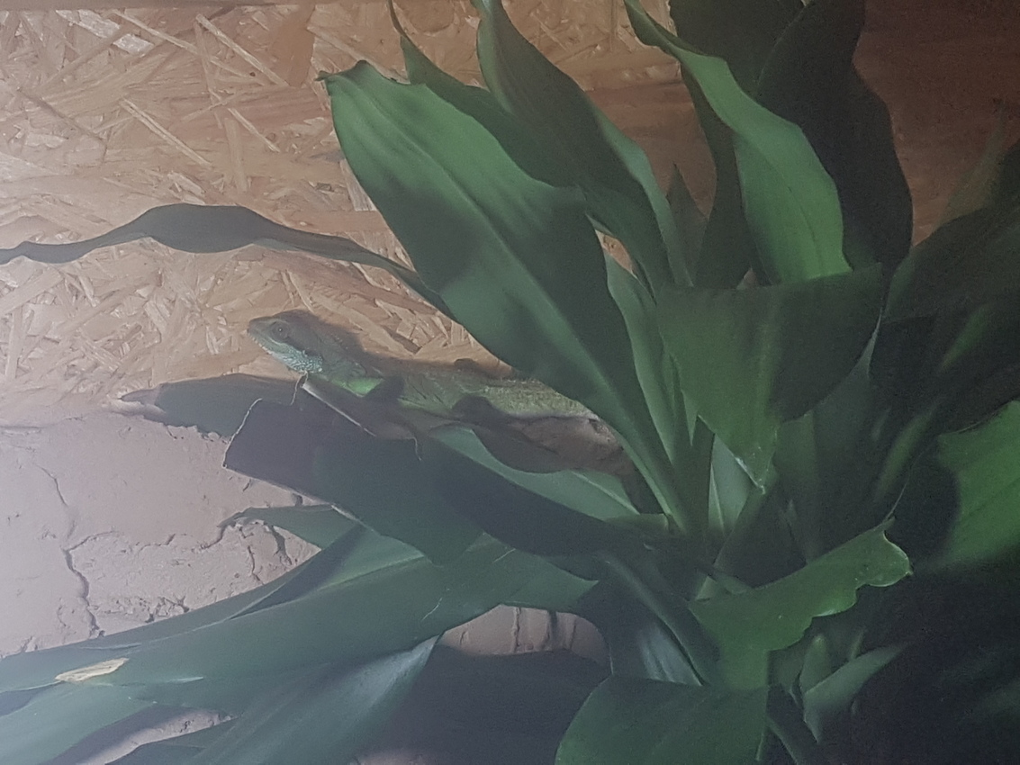 Terrarium