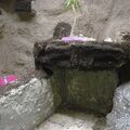 1. Wasseragamen Terarrium