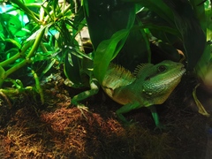 Wasseragame Männchen Nahaufnahme