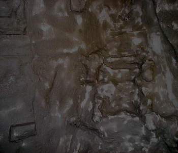 1. Wasseragamen Terarrium