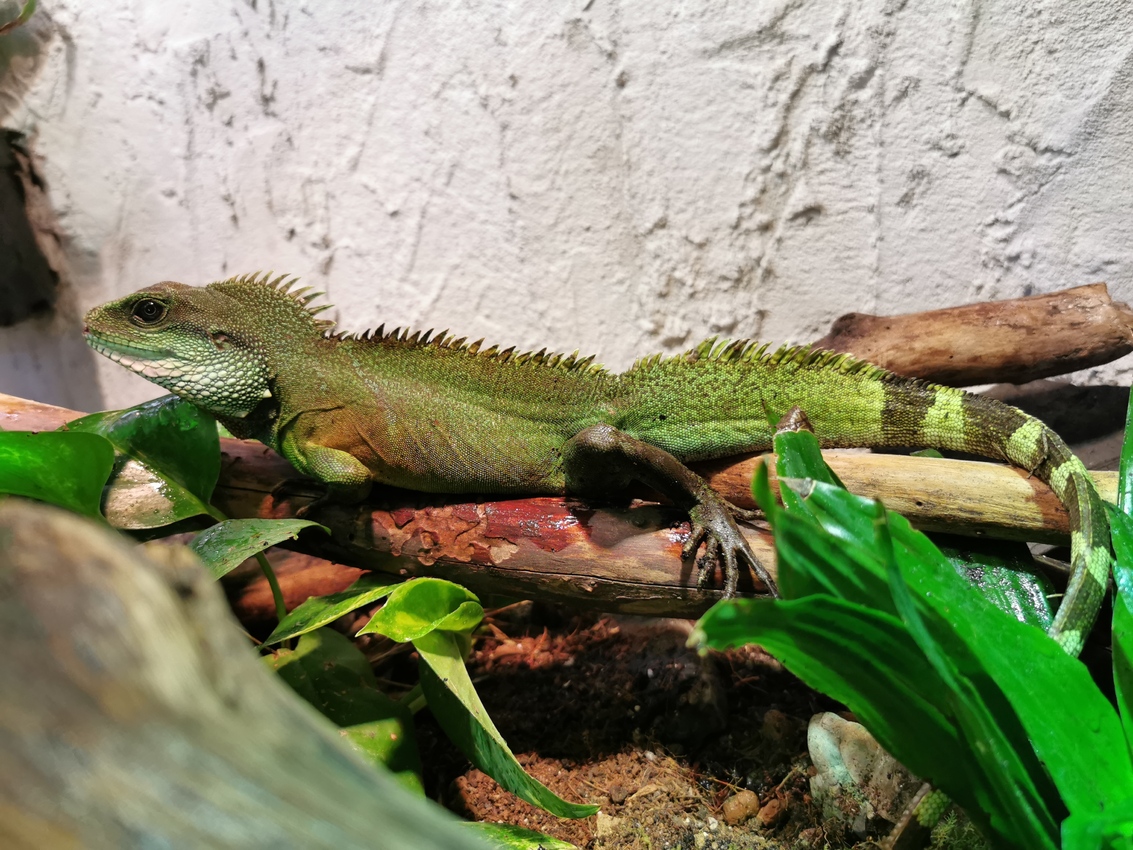 Wasseragamen Männchen