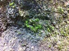 Hypertufa vom 10_2011