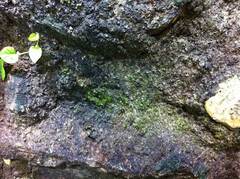 Hypertufa vom 10_2011