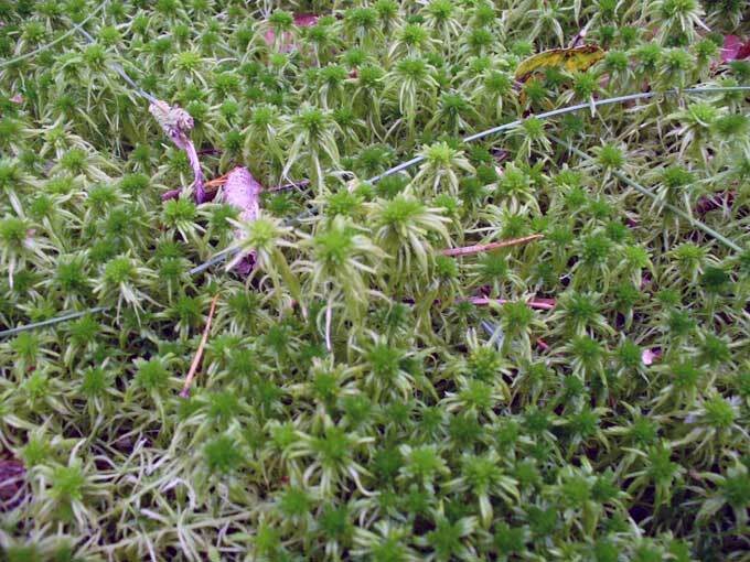 Sphagnum
