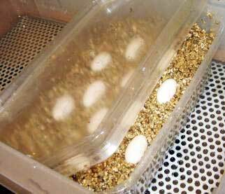 Inkubator Eigenbau