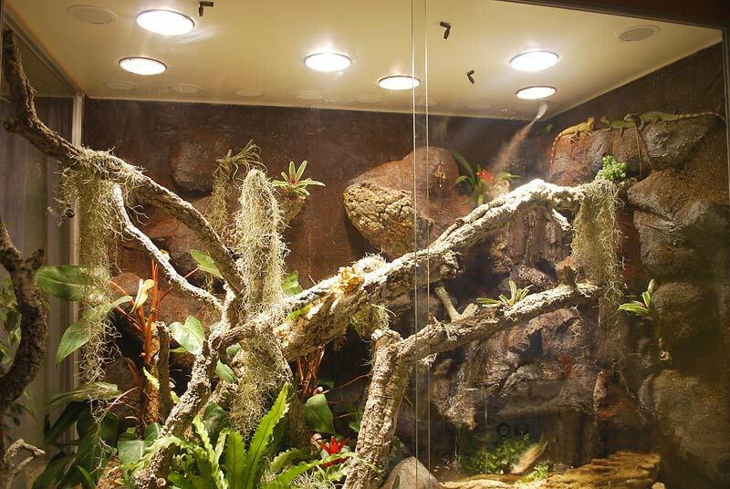 Terrarium für Wasseragamen: 200x150x200 BTH, zzgl. Unterschrank
