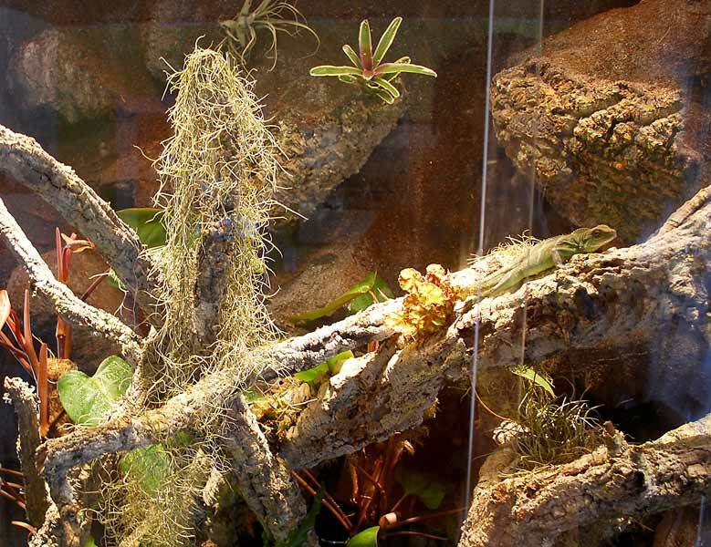 Terrarium für Wasseragamen: 200x150x200 BTH, zzgl. Unterschrank