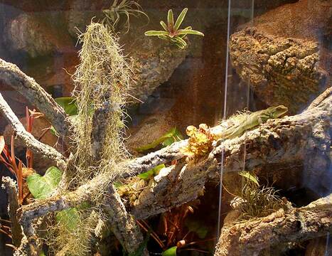 Terrarium für Wasseragamen: 200x150x200 BTH, zzgl. Unterschrank