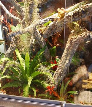 Terrarium für Wasseragamen: 200x150x200 BTH, zzgl. Unterschrank