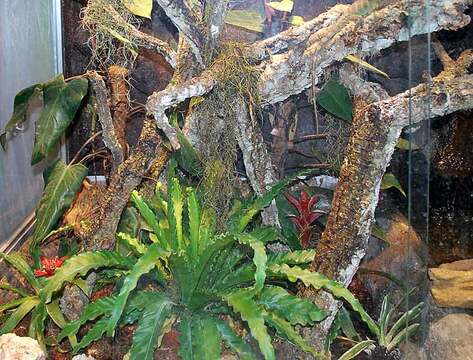 Terrarium für Wasseragamen: 200x150x200 BTH, zzgl. Unterschrank