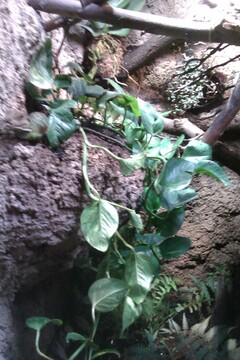 Pflanzen im Terrarium