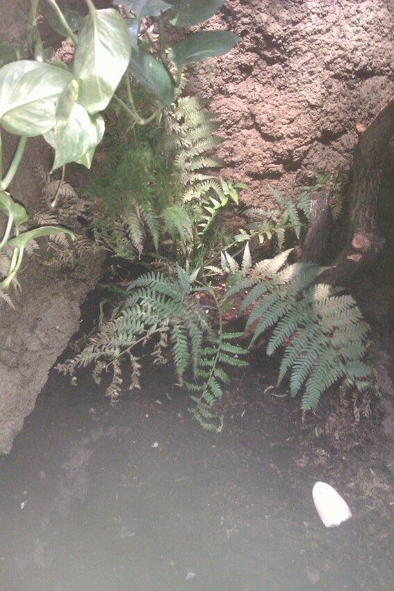 Pflanzen im Terrarium