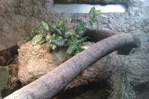 Pflanzen im Terrarium