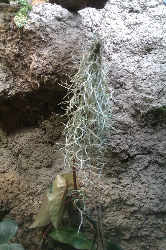 Pflanzen im Terrarium