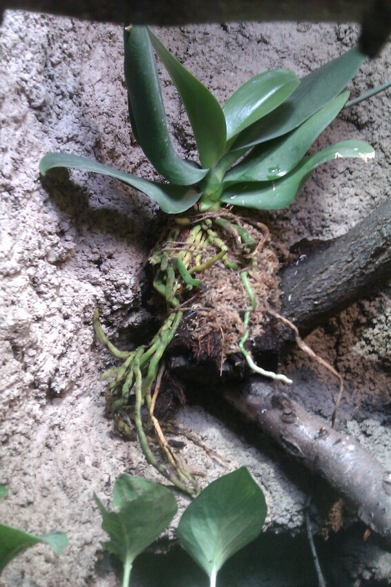 Pflanzen im Terrarium