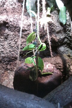 Pflanzen im Terrarium