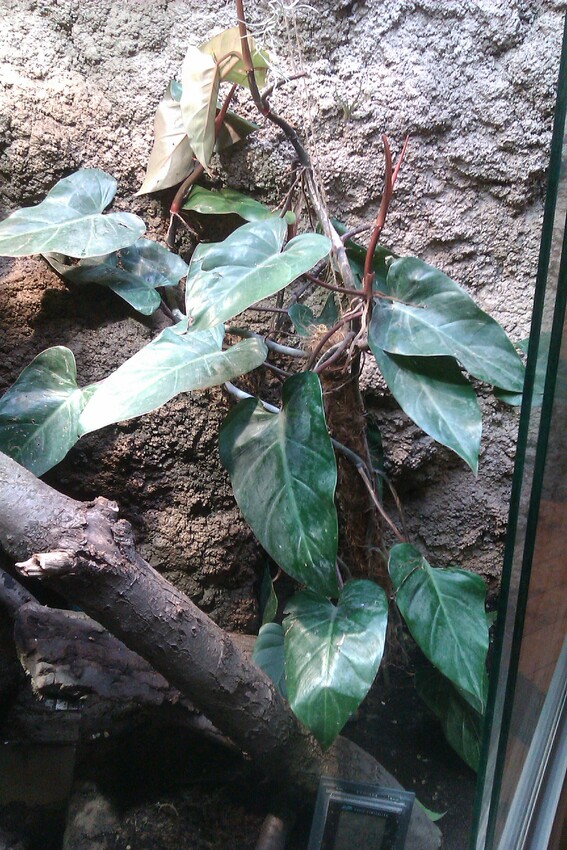 Pflanzen im Terrarium