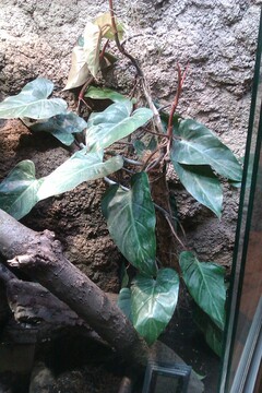 Pflanzen im Terrarium