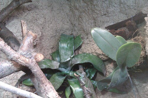 Pflanzen im Terrarium