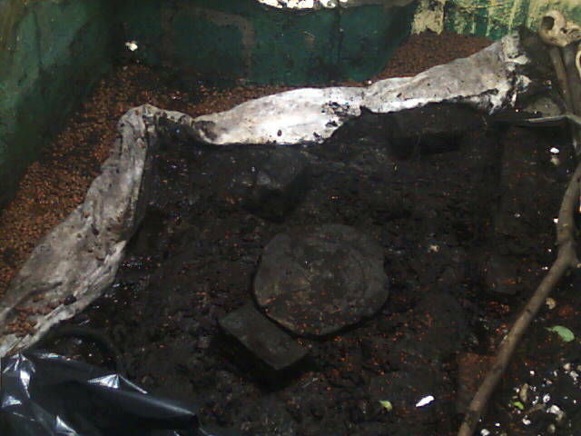 Entkernung Zimmerterrarium