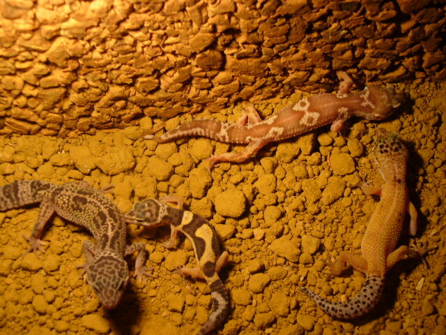 Leopardgecko`s Gruppe 2