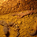 Leopardgecko`s Gruppe 2