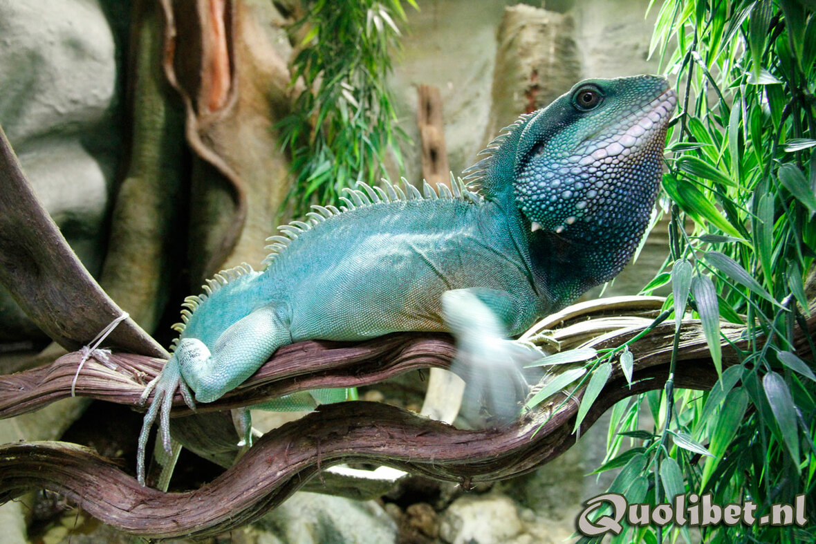 Bopper