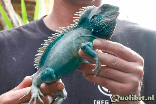 Grote smurf