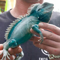 Grote smurf
