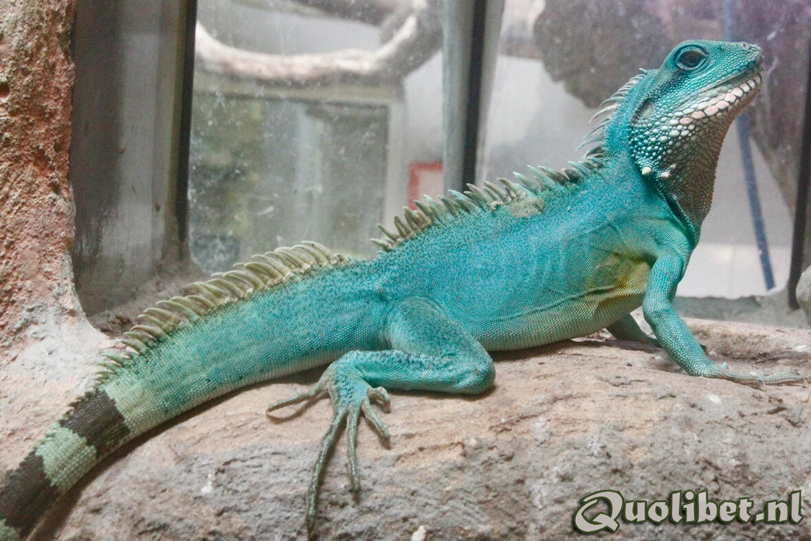 Grote smurf