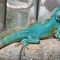 Grote smurf