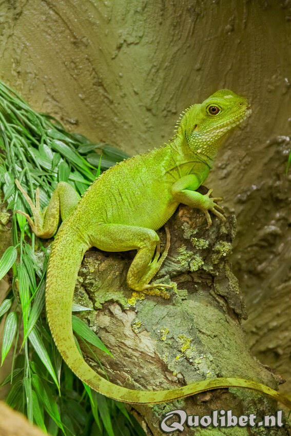 Biba