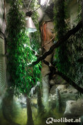 terrarium001