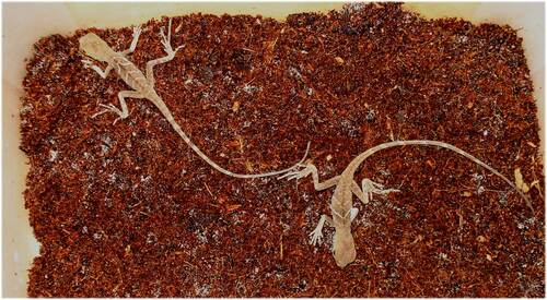 Nachzuchten der Grünen Wasseragame