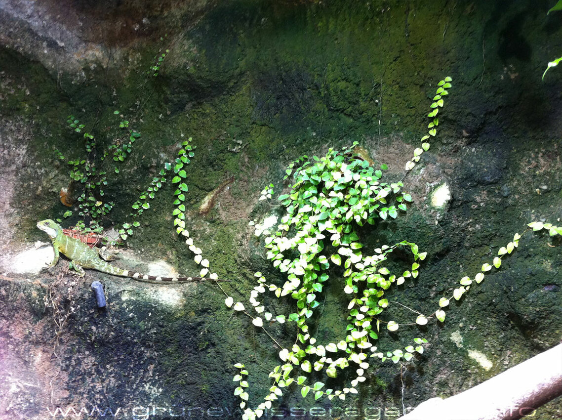 Ficus pumila