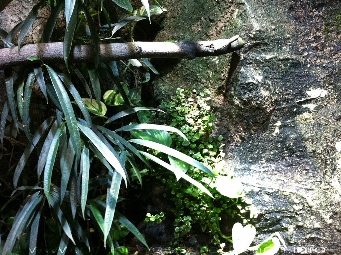 Ficus pumila