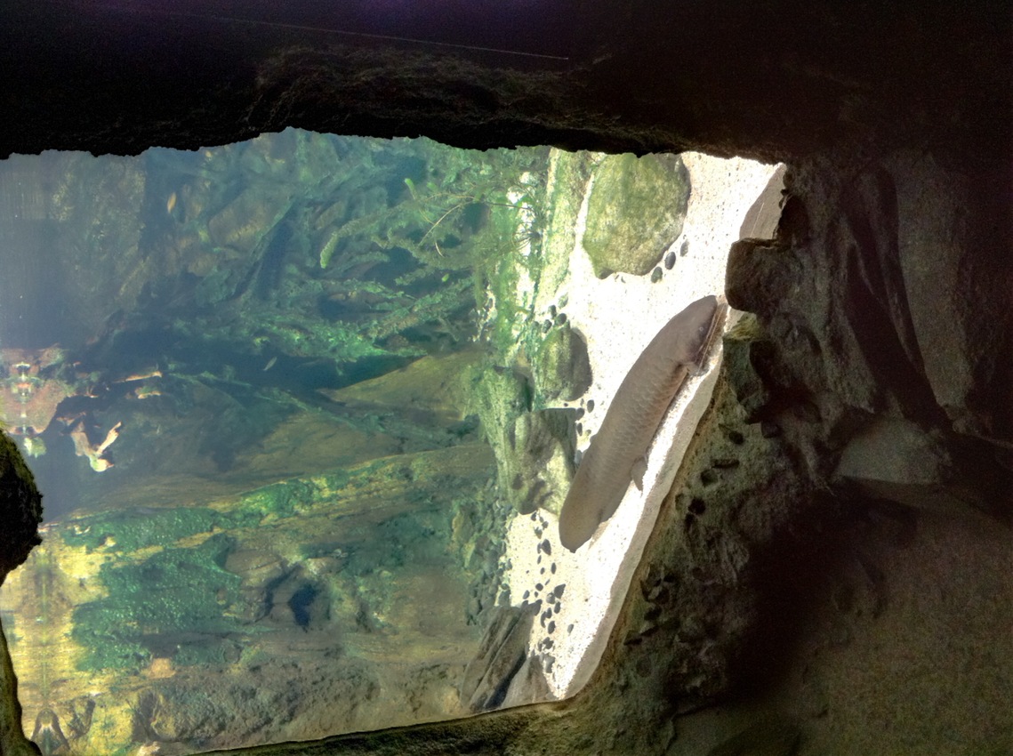 Besuch in Gondwanaland