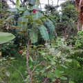 Besuch in Gondwanaland