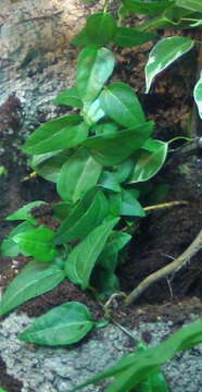 hedera?