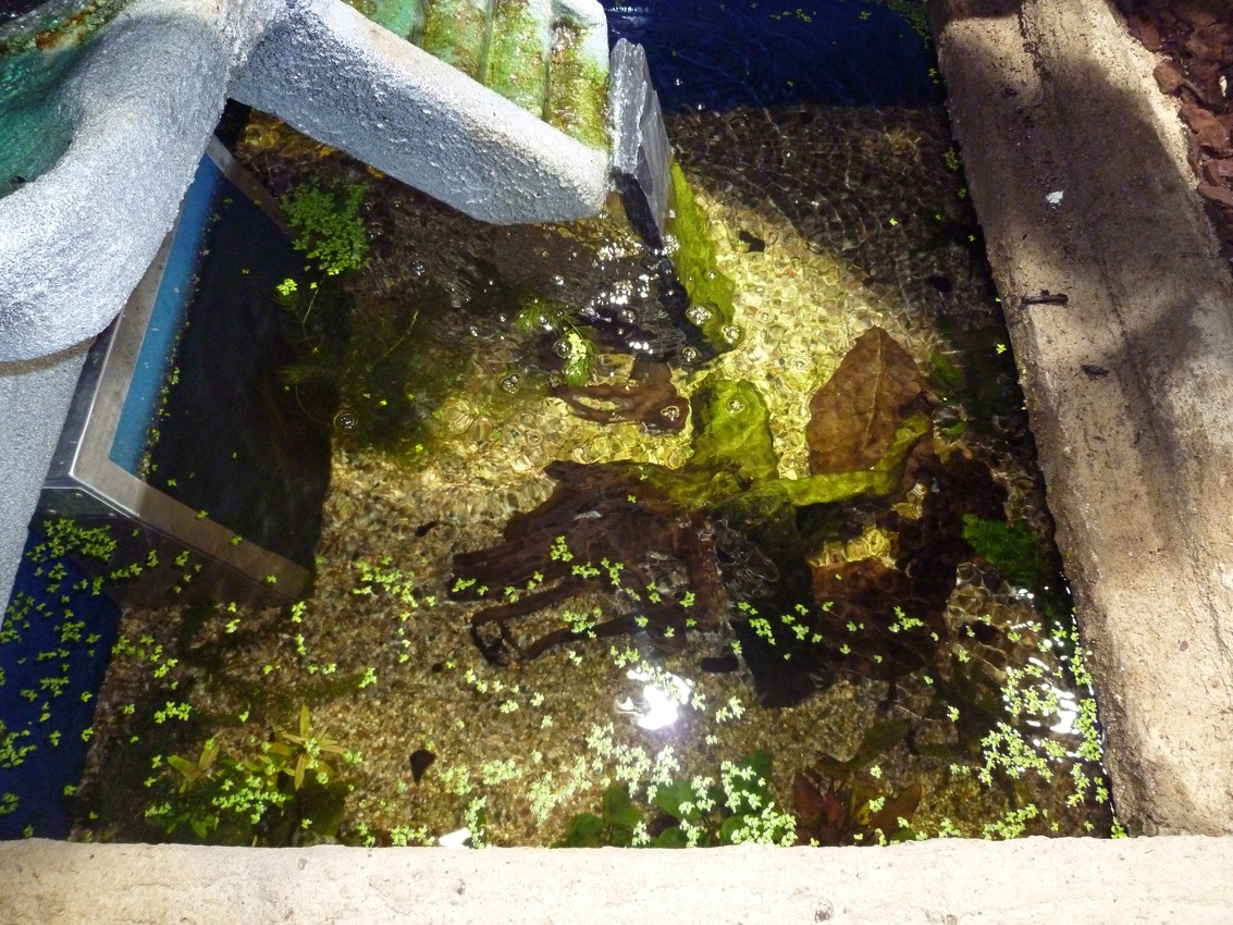 Wasserbecken/Aquarium ;-)