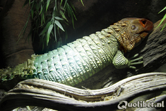 Male