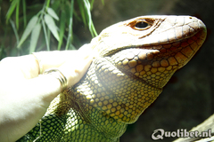 Male