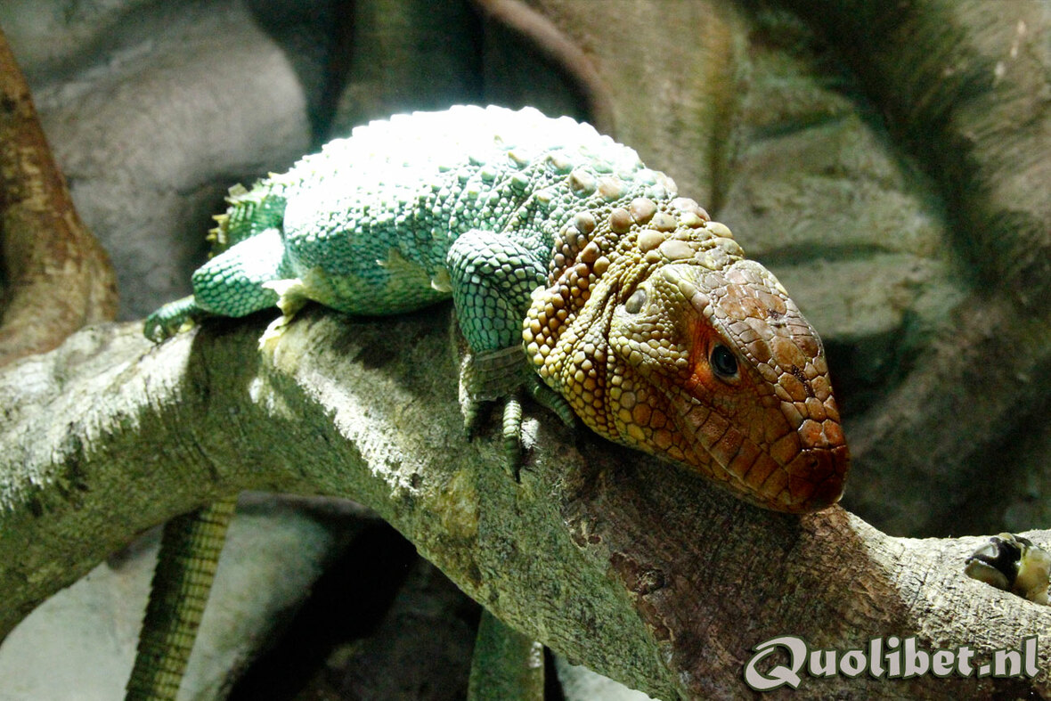 Male