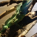 Peppi