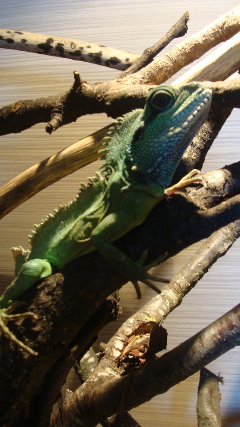 Peppi