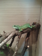 Peppi