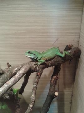 Peppi
