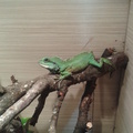 Peppi