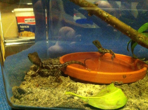 Wasseragamenbabys